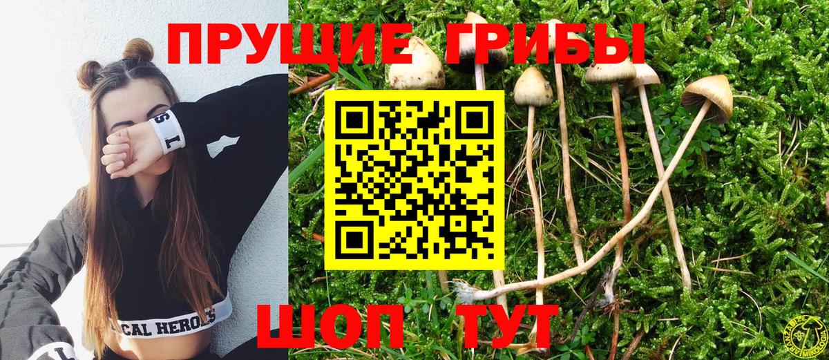 Галлюциногенные грибы Psilocybe Тавда